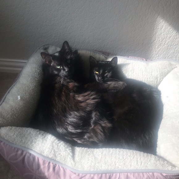 Meet your Posher, Rachel - Picture 2 of 6